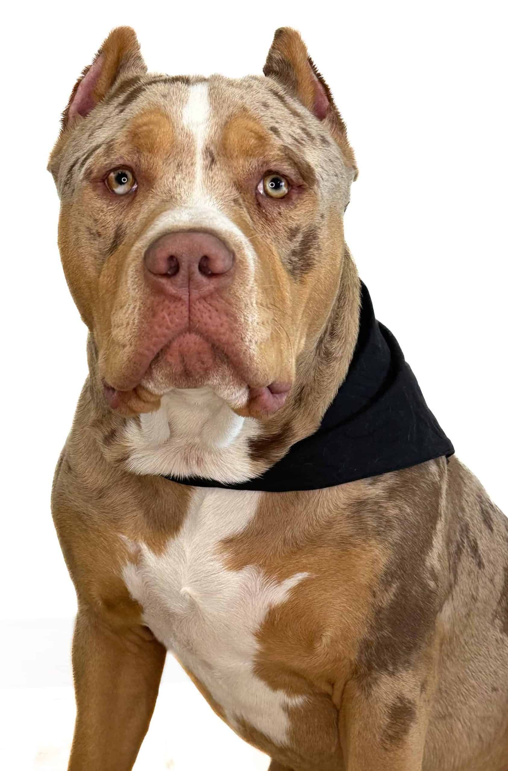 Walter Roman Ruf, Service Dog, Office Dog